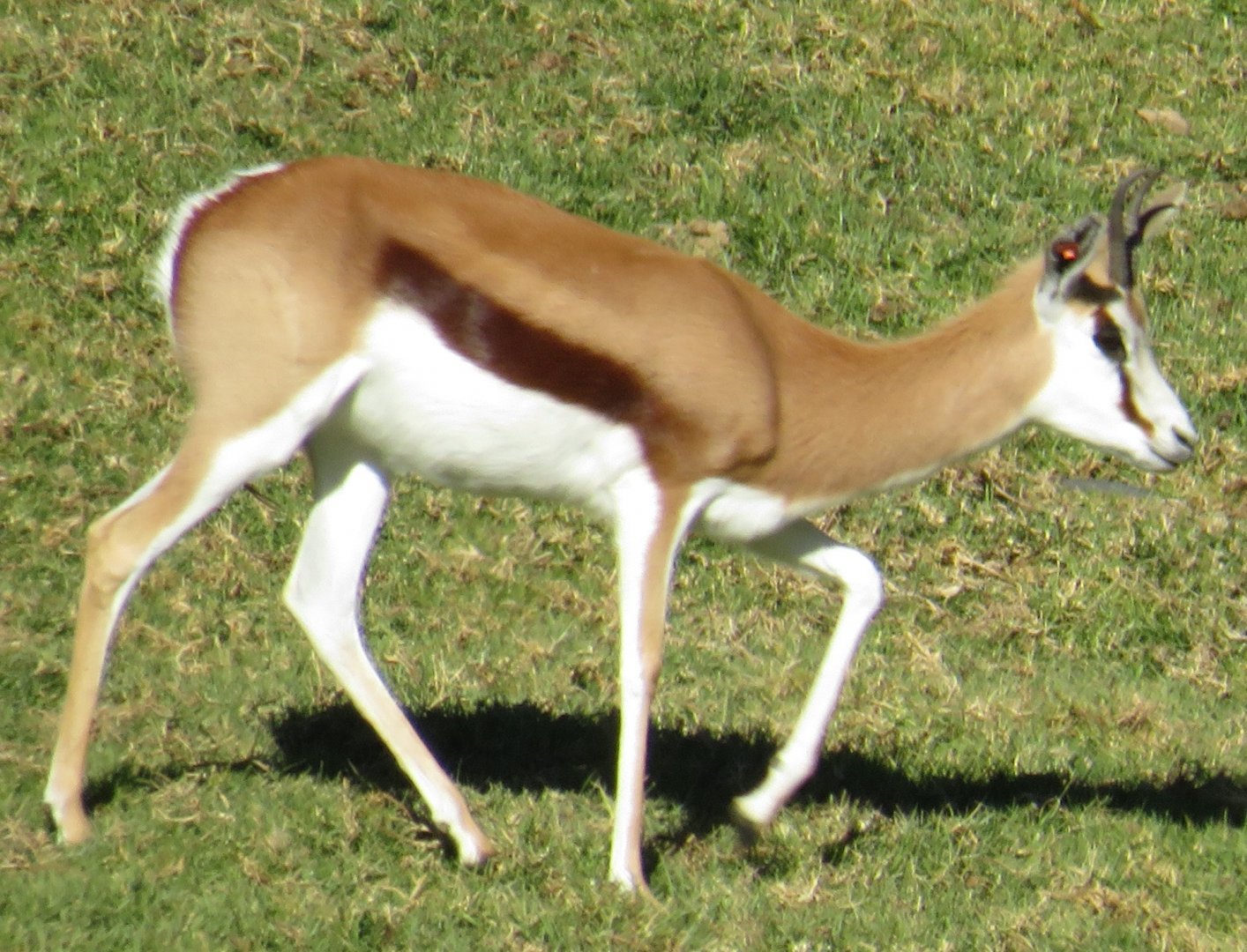 Springbok