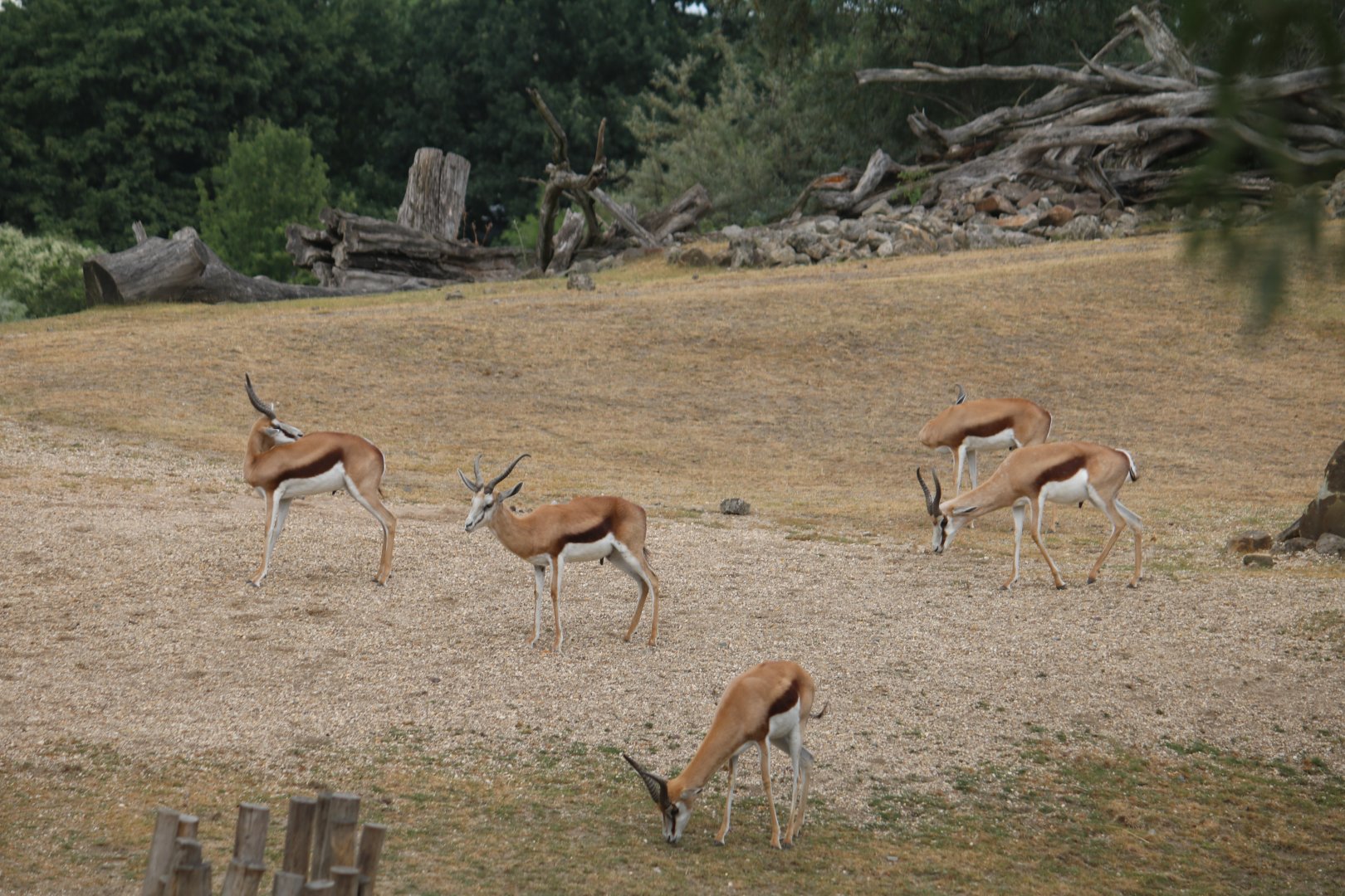 Springbok