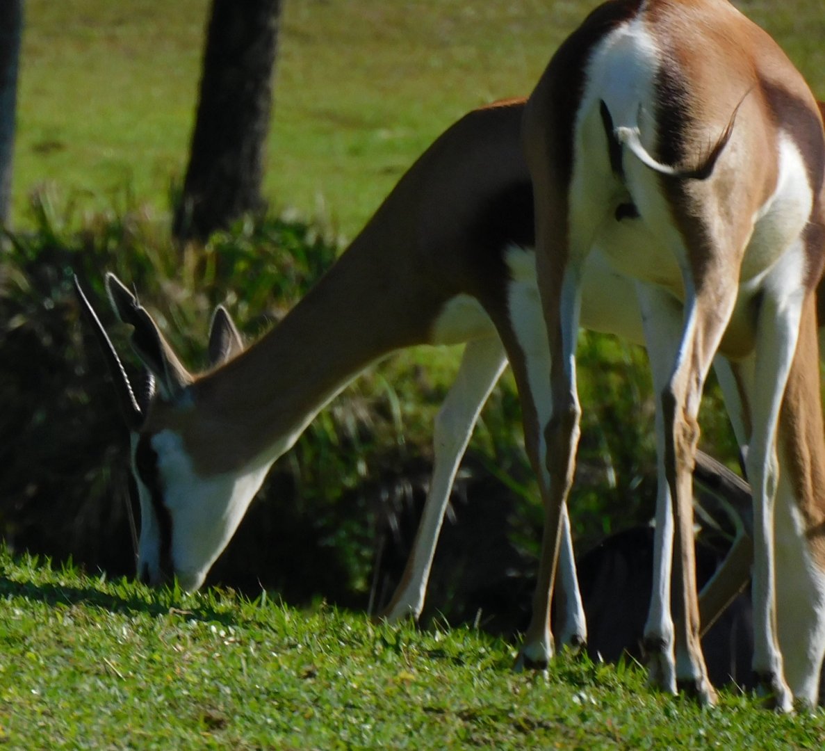 Springbok
