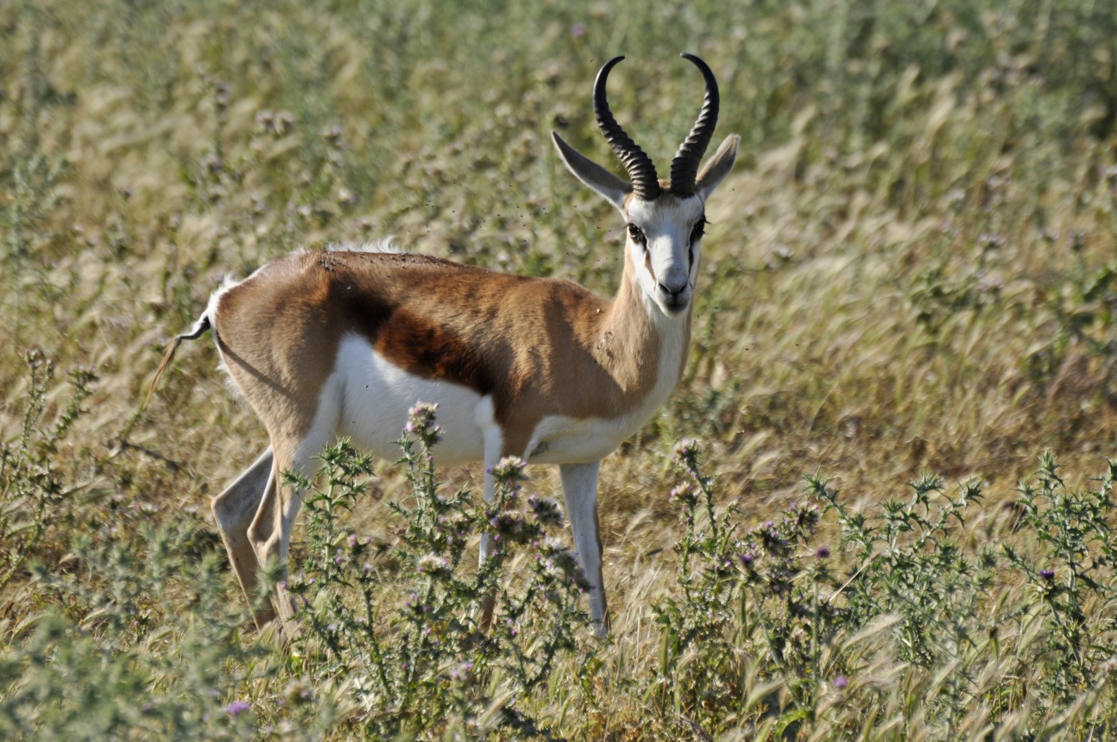 Springbok