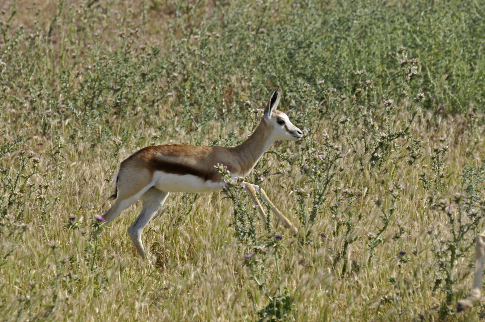 Springbok