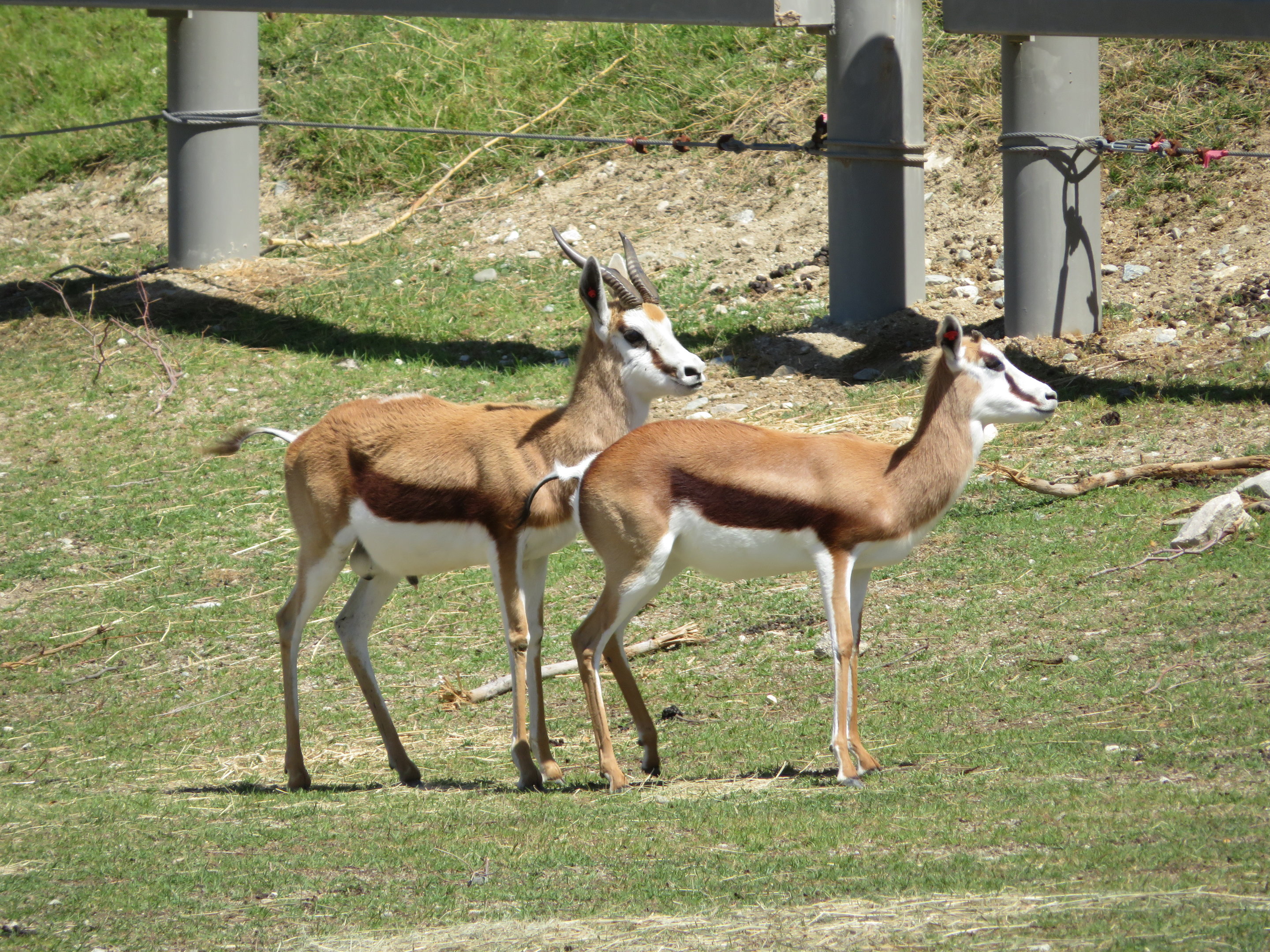 Springbok