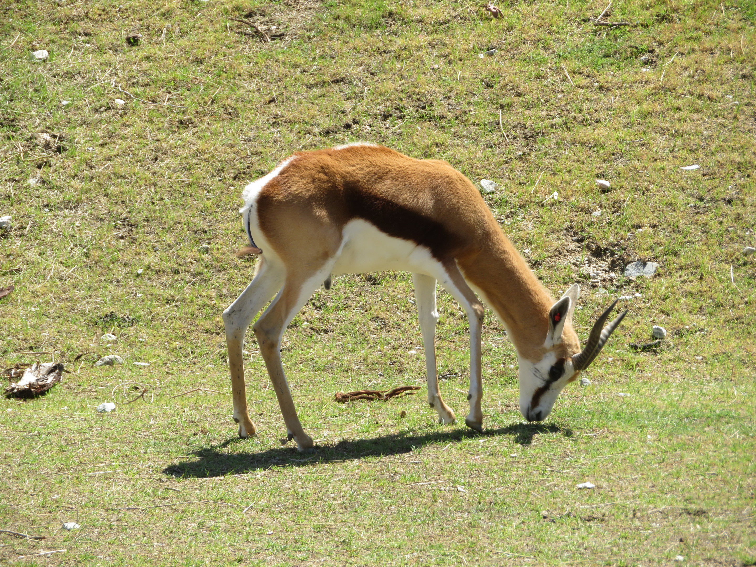 Springbok
