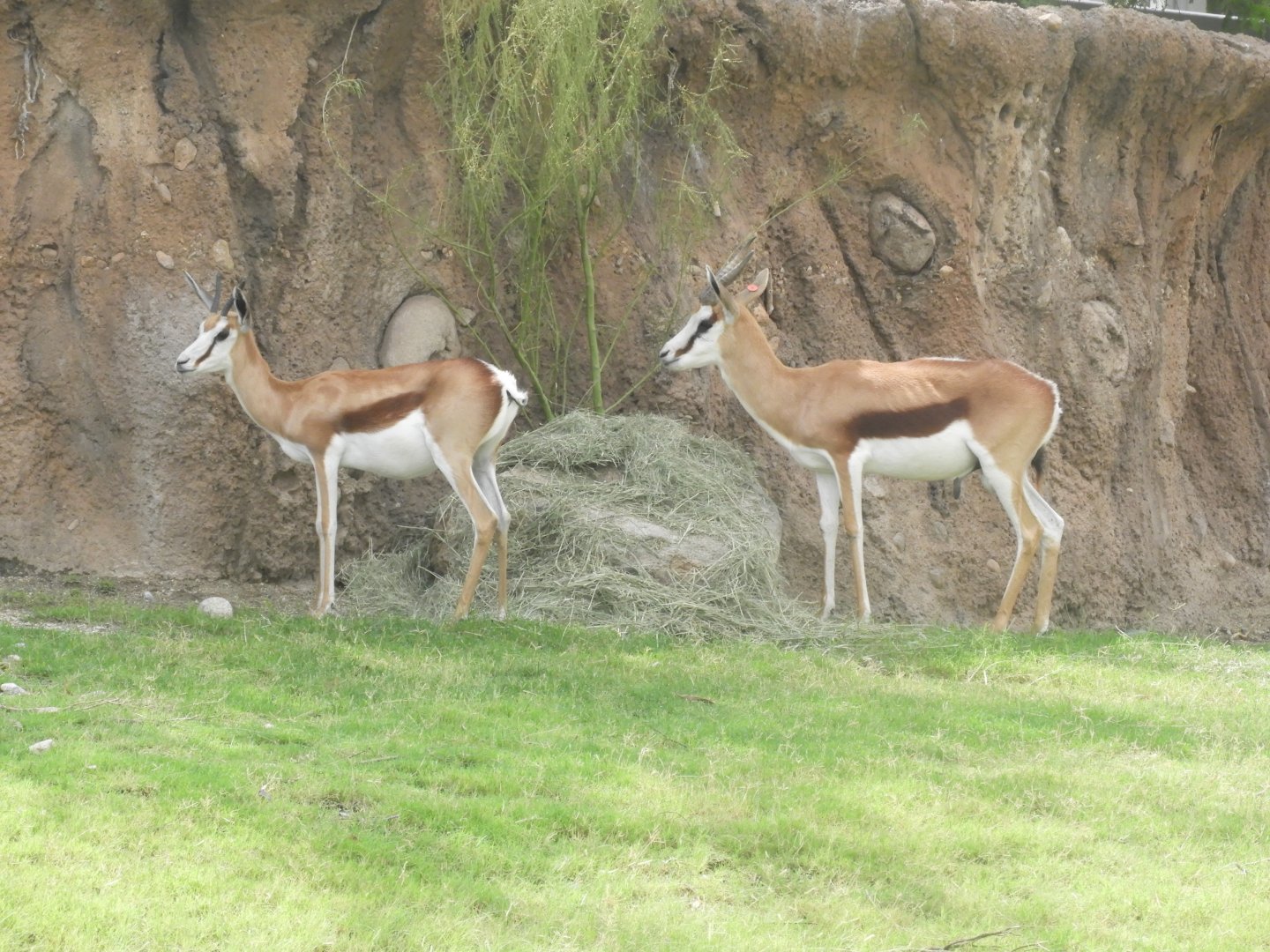 Springbok