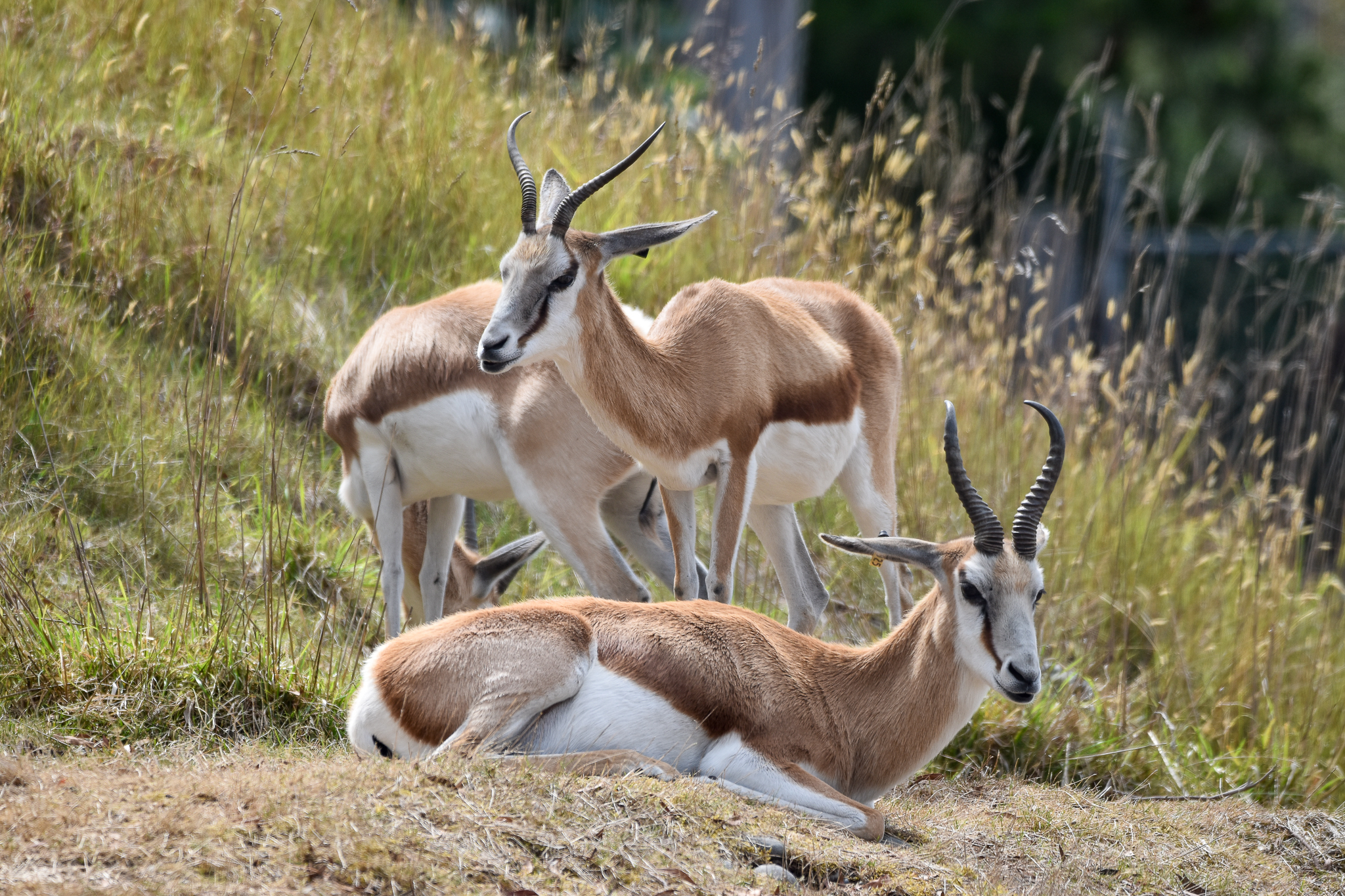 Springbok