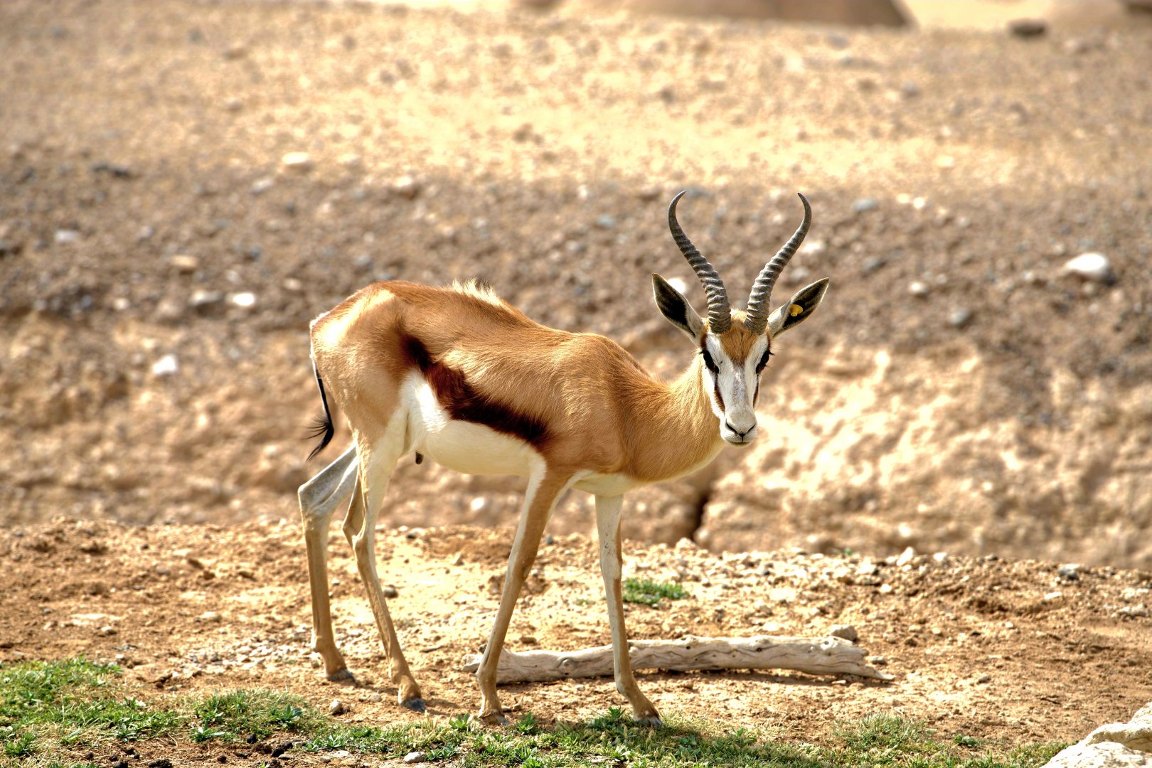 Springbok