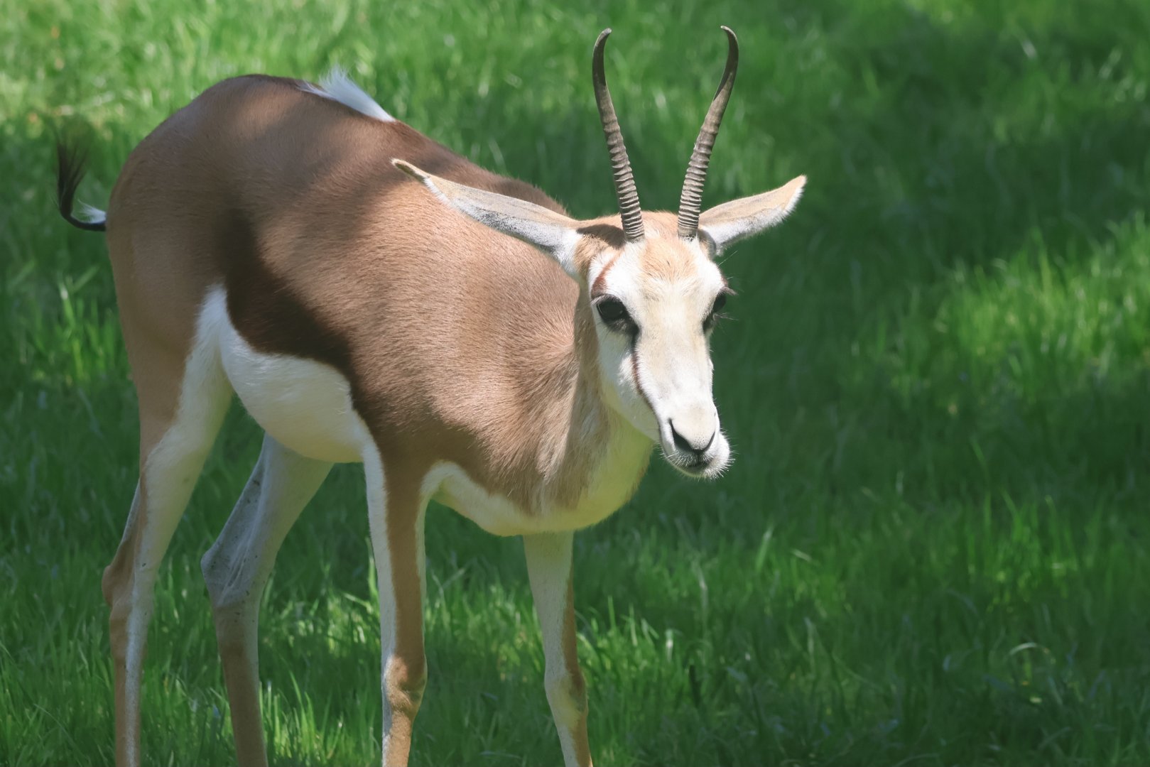 Springbok