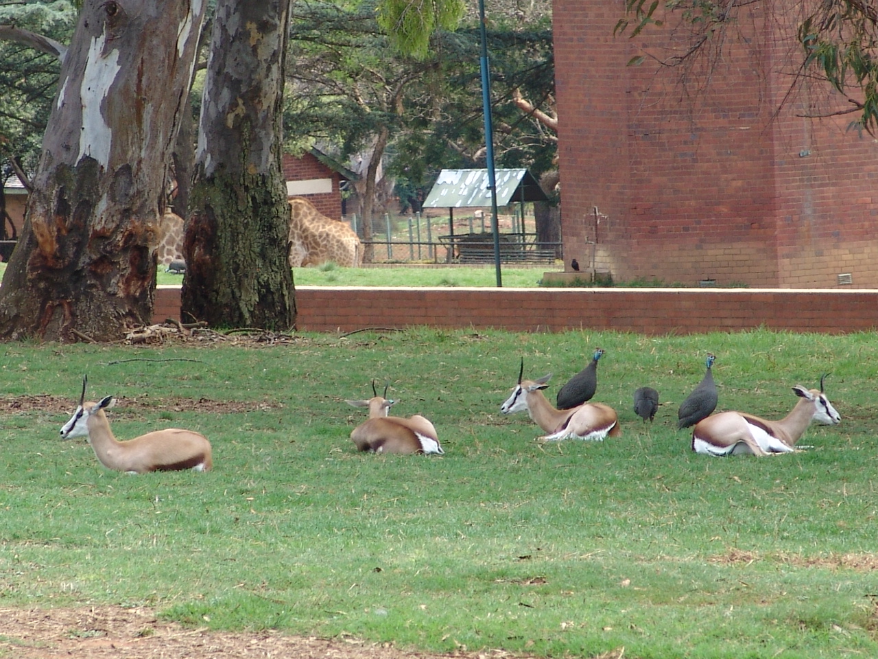 Springboks (Antidorcas marsupialis)