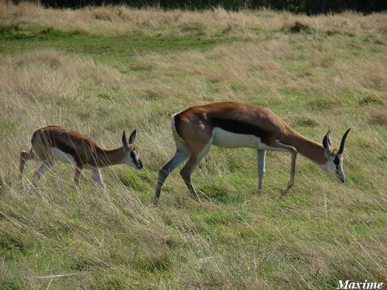 Springboks (Antidorcas marsupialis)