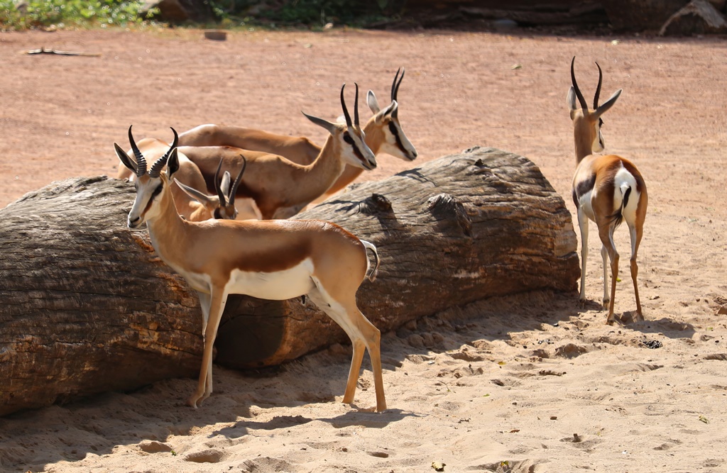 Springboks (Antidorcas marsupialis)