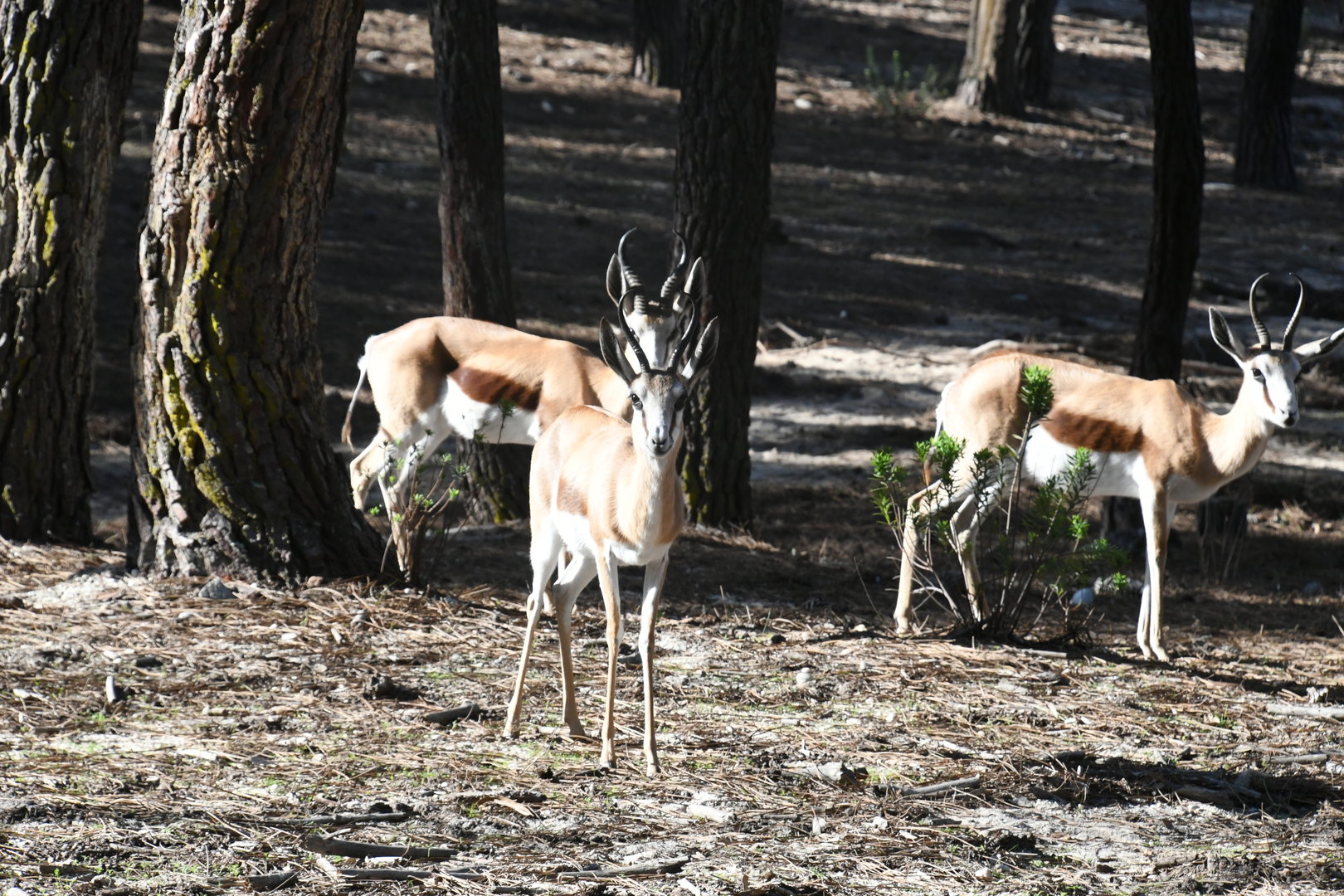 Springboks (drive-through section)
