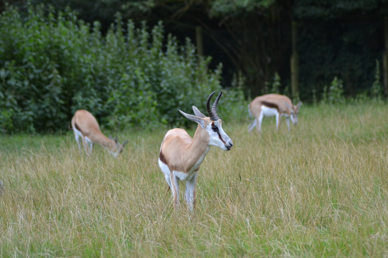 Springboks in Givskud Zoo