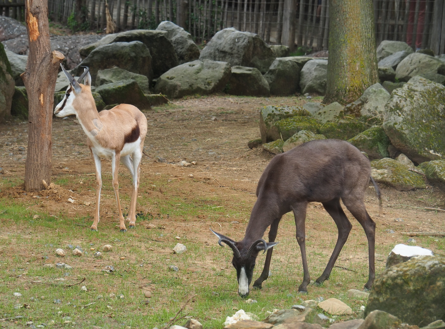 Springboks - Normal and melanistic (Antidorcas marsupialis), 2019-07-21