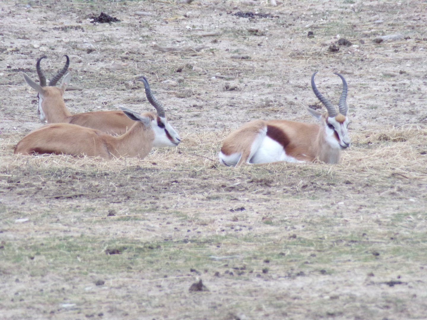 Springboks resting - Réserve Africaine de Sigean (2024)