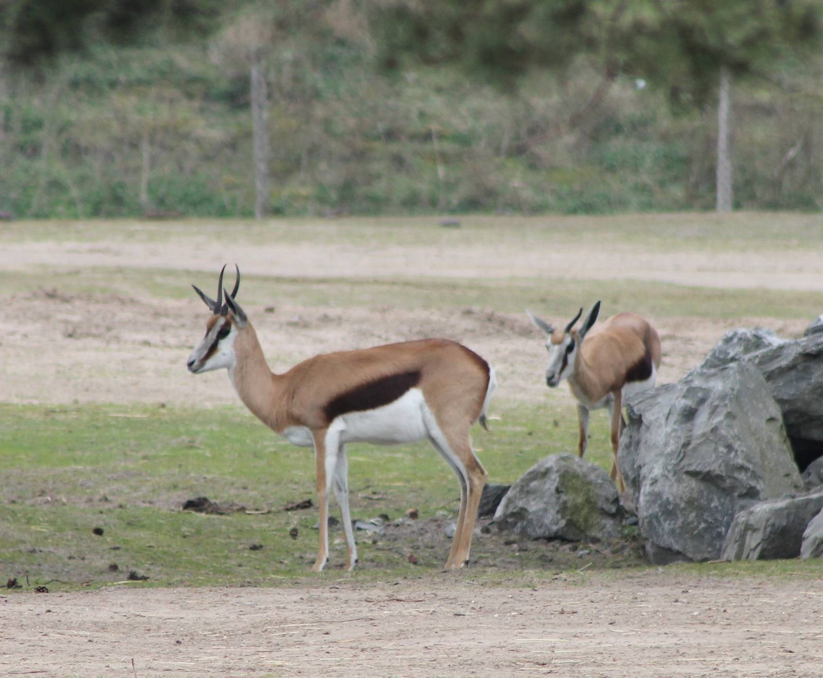 Springboks