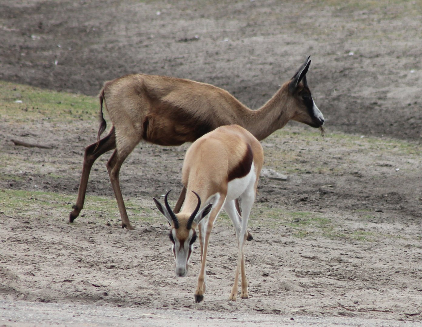 Springboks