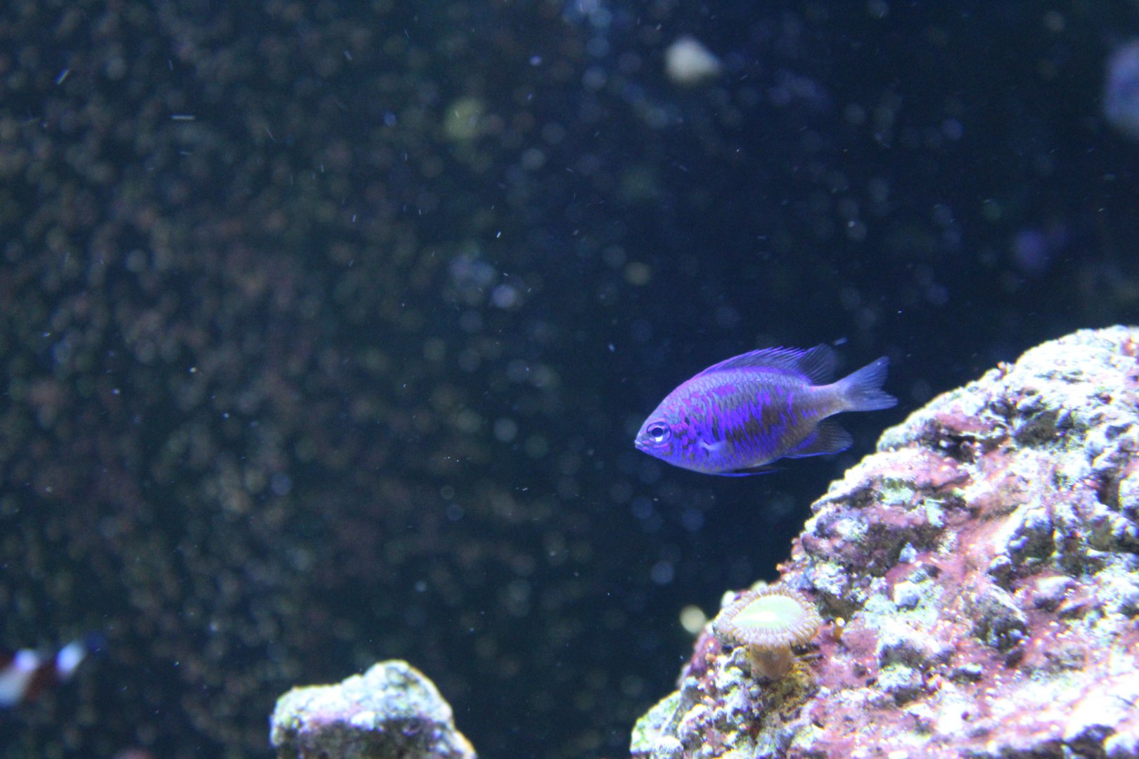 Springer's demoiselle (Chrysiptera springeri) in Wee Beasties