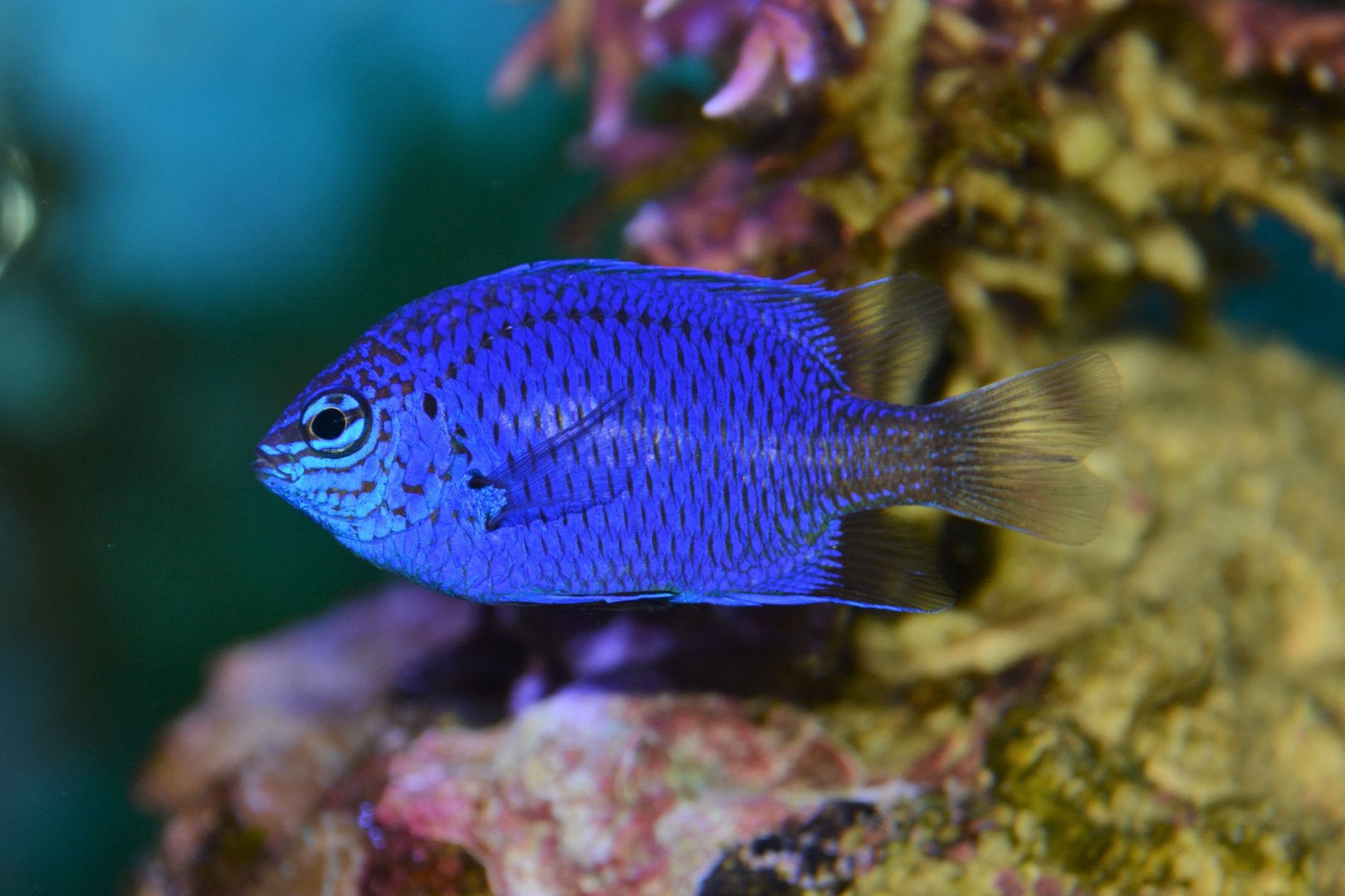 Springer's demoiselle (Chrysiptera springeri)