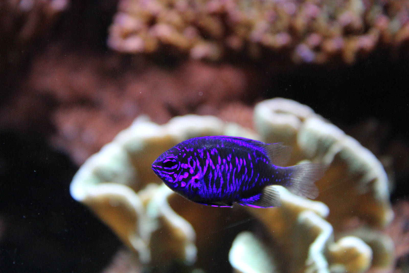 Springer's Demoiselle