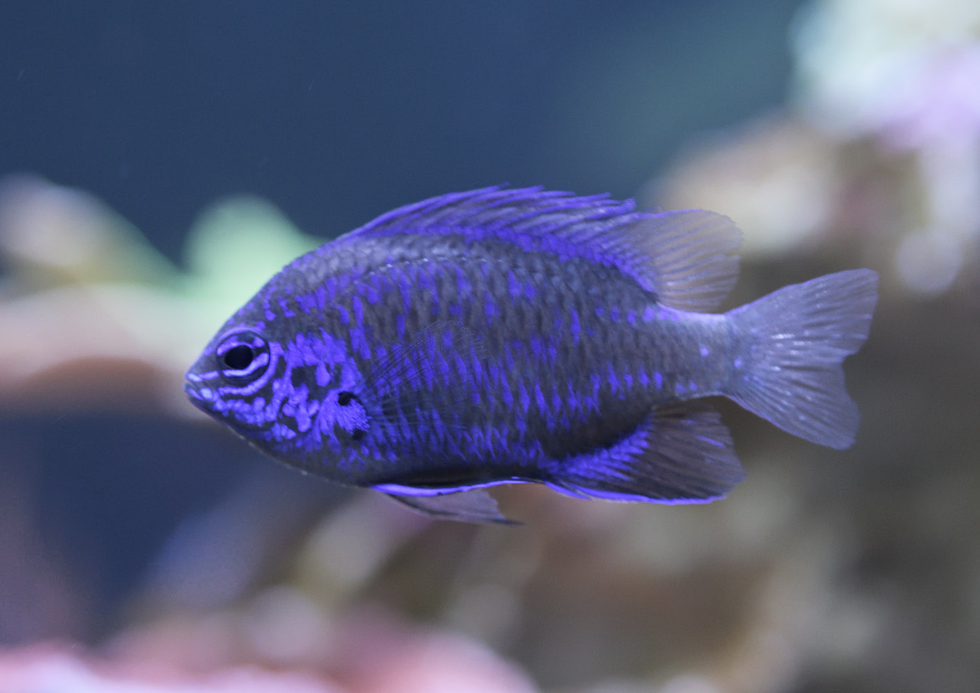 Springer's demoiselle