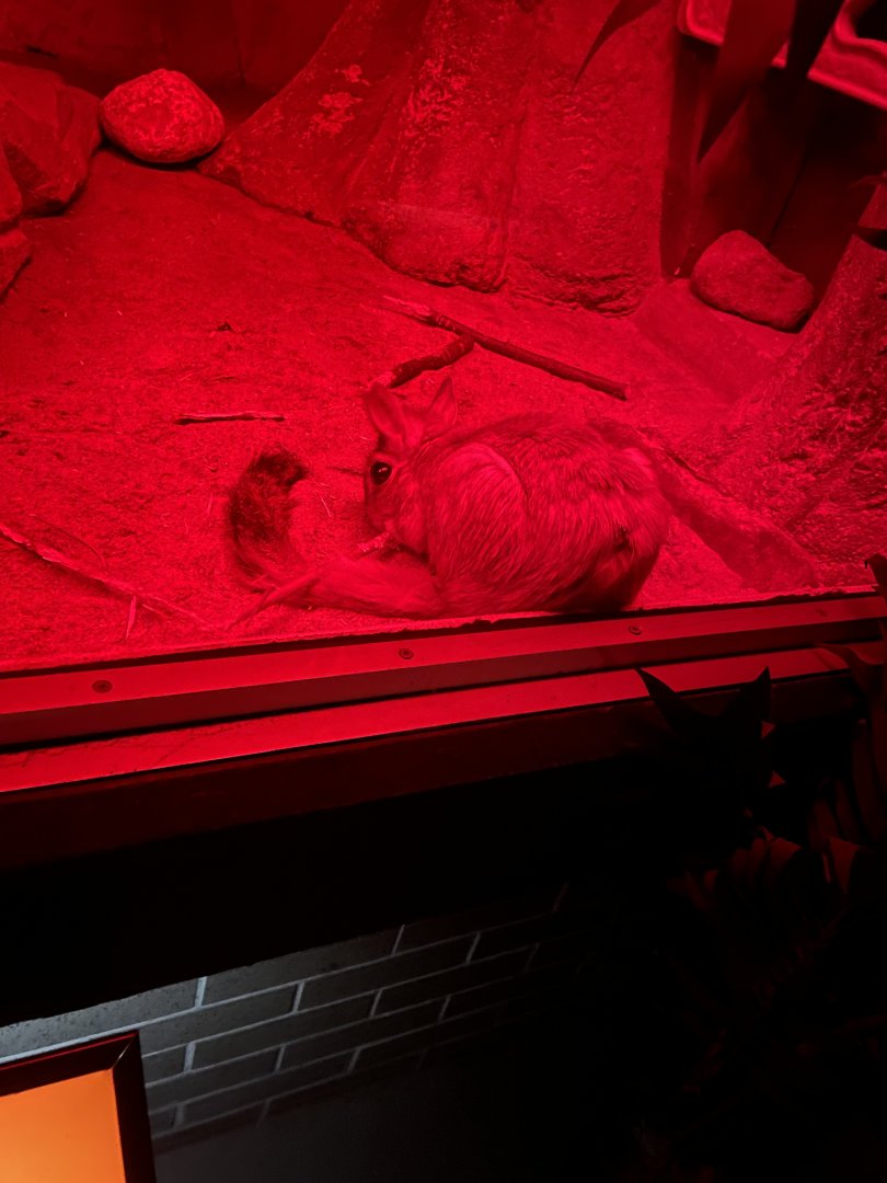 Springhaas (6/23/21)