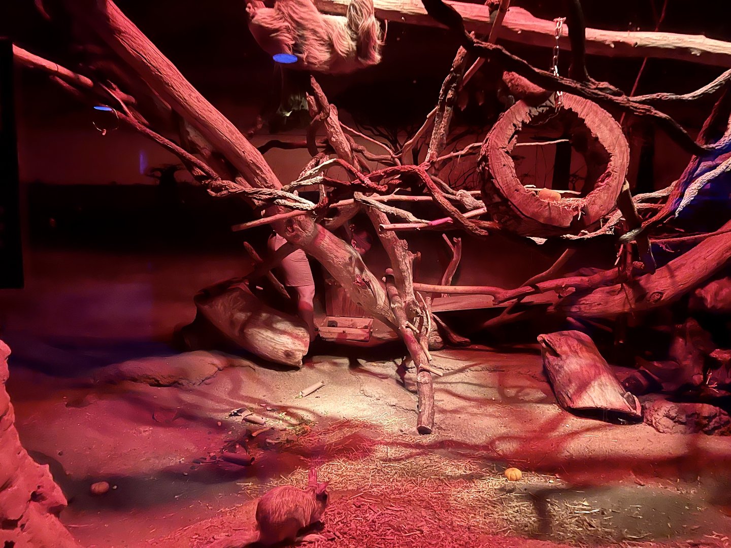 Springhaas and Sloth