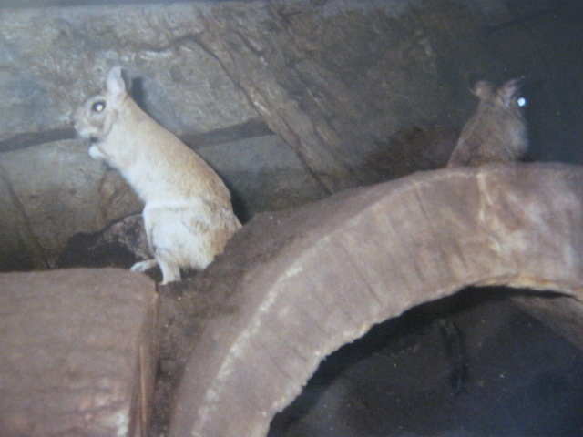 Springhaas in the Clore.