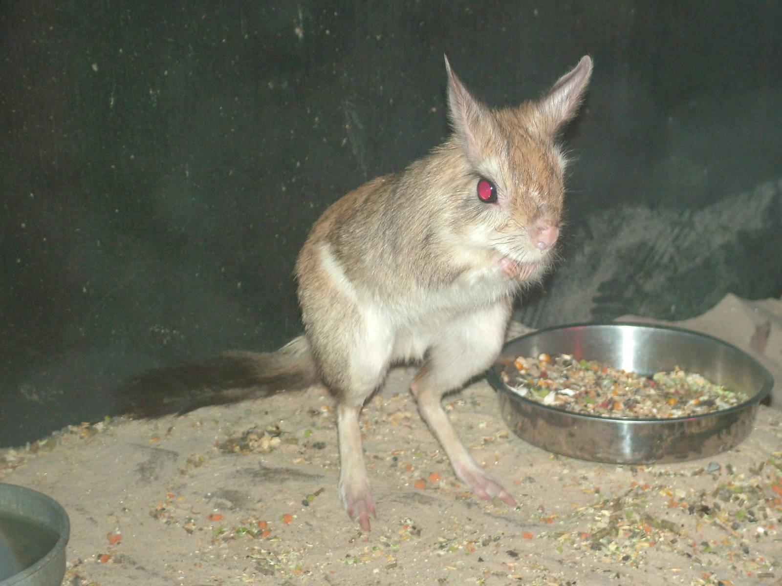 Springhaas (Pedetes capensis) at Five Sisters Zoo Park 2008