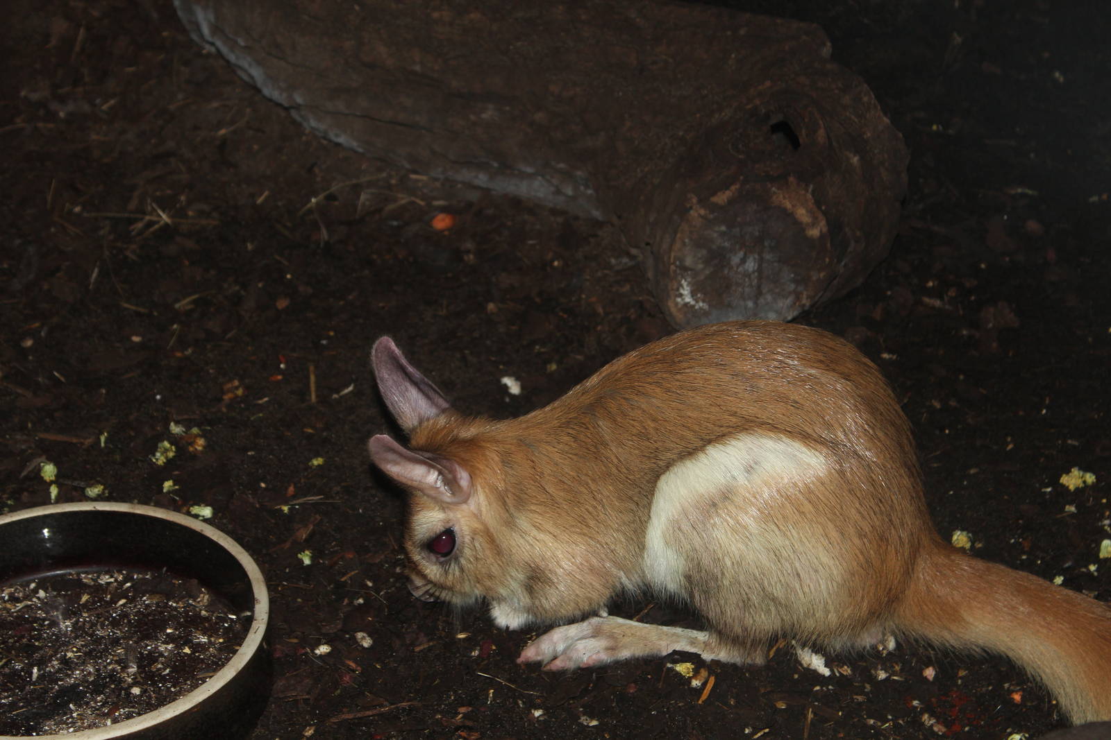 Springhare - Prague Zoo, July 2013