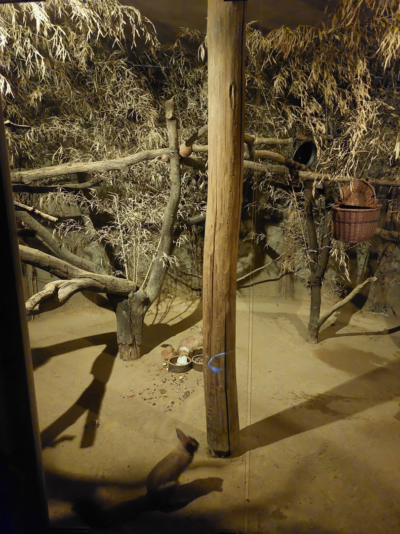 Springhare & thick-tailed galago exhibit