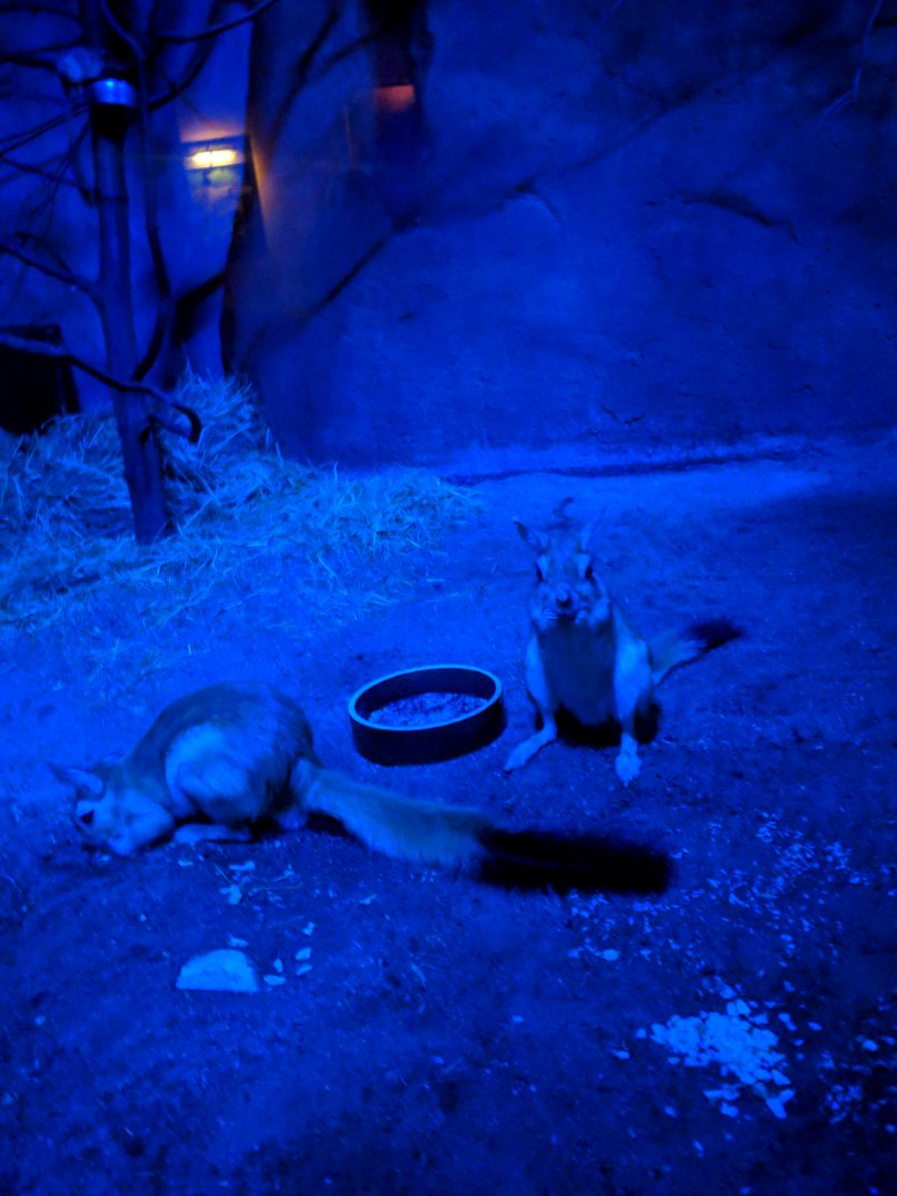 Springhare Zoo Praha 2018