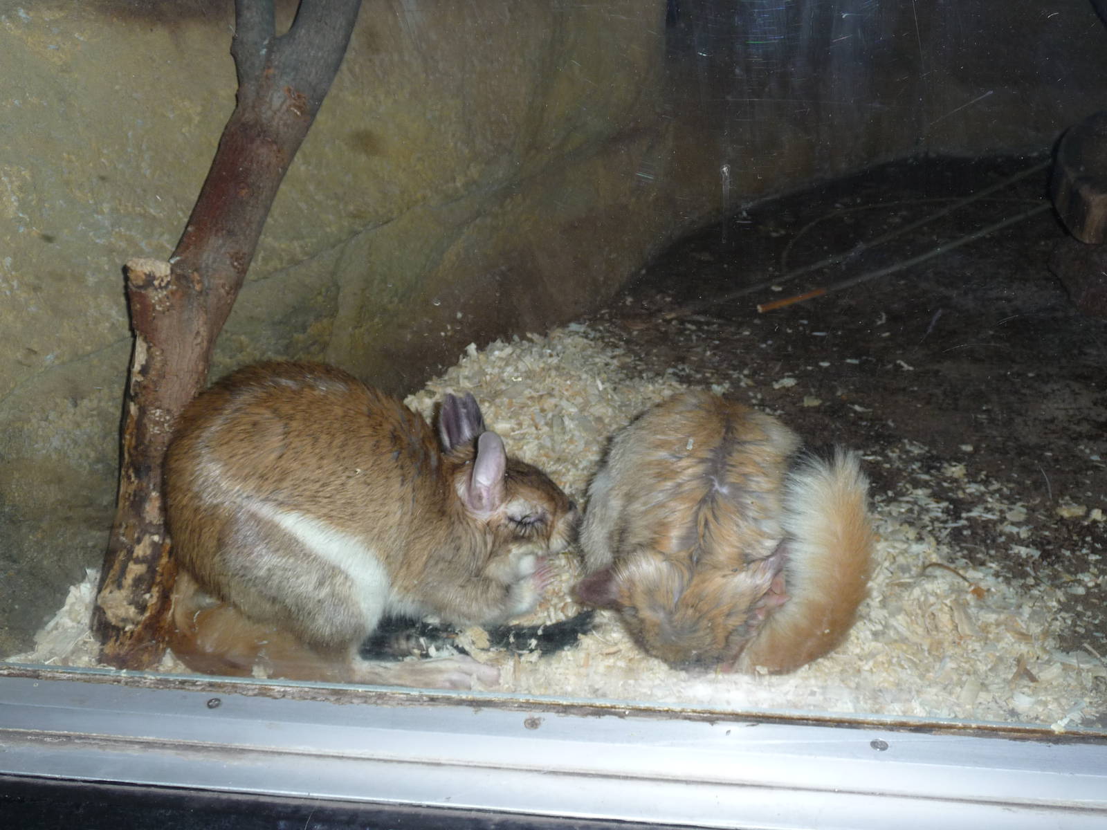 springhass milwaukee zoo