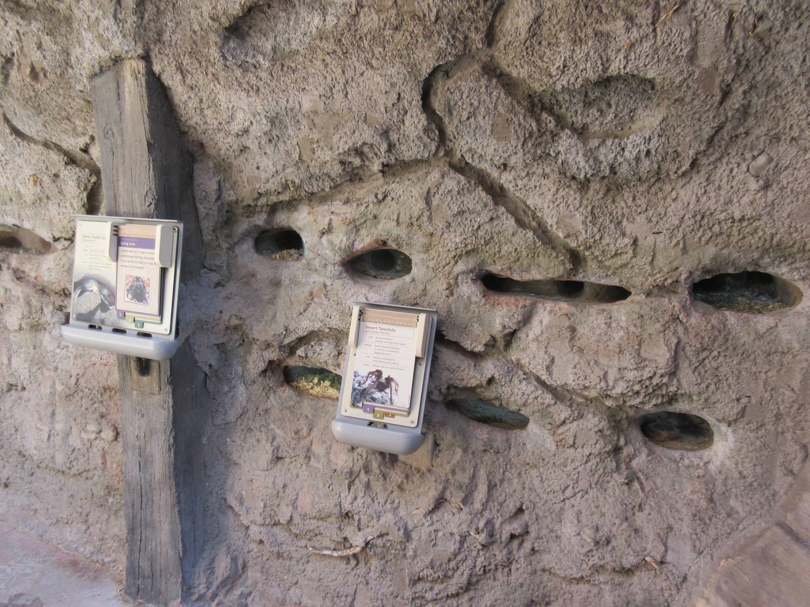 Springs Preserve (Nevada) - Botta's Pocket Gopher + Desert Tarantula Exhibi