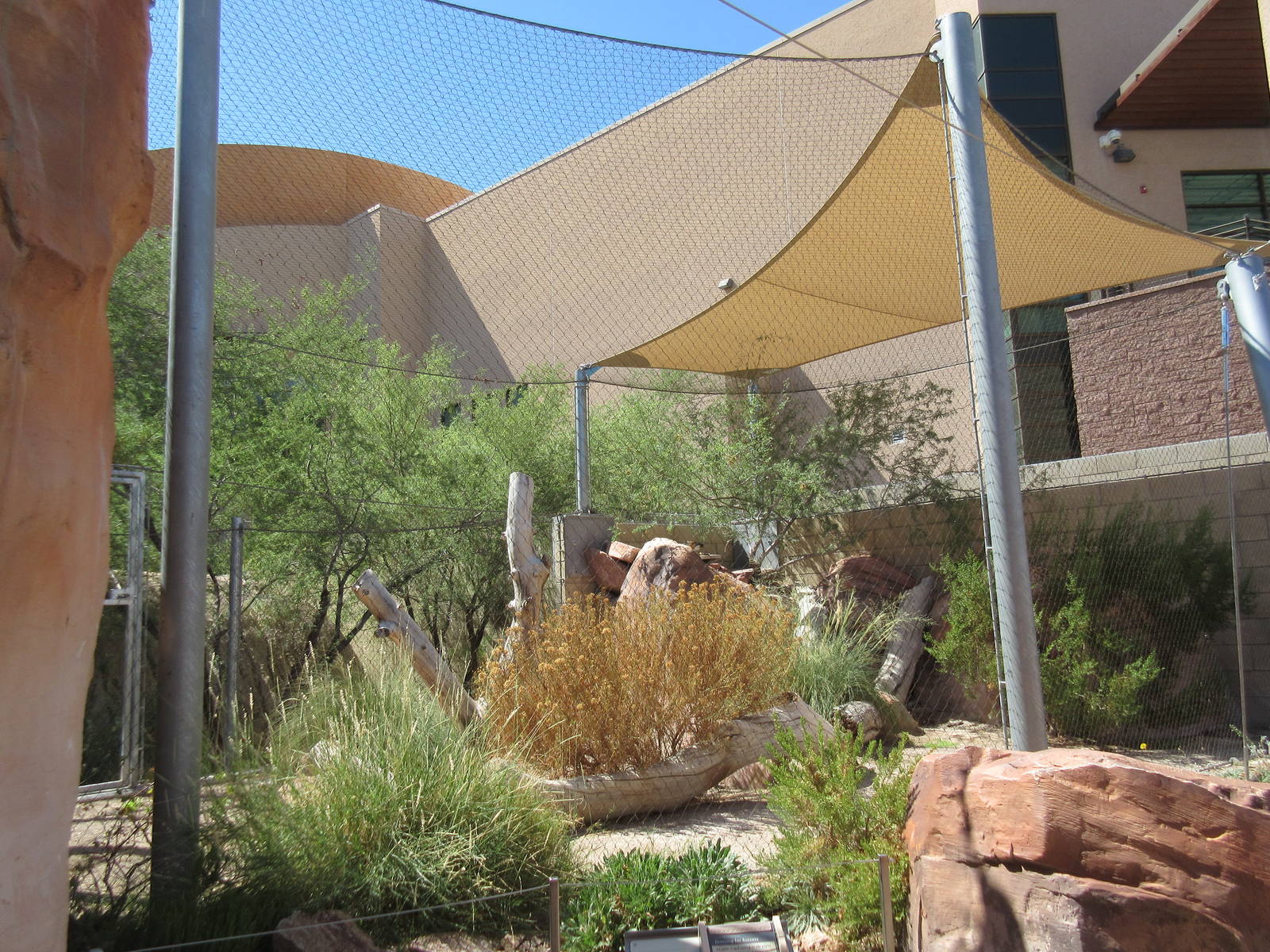 Springs Preserve (Nevada) - Gray Fox Exhibit