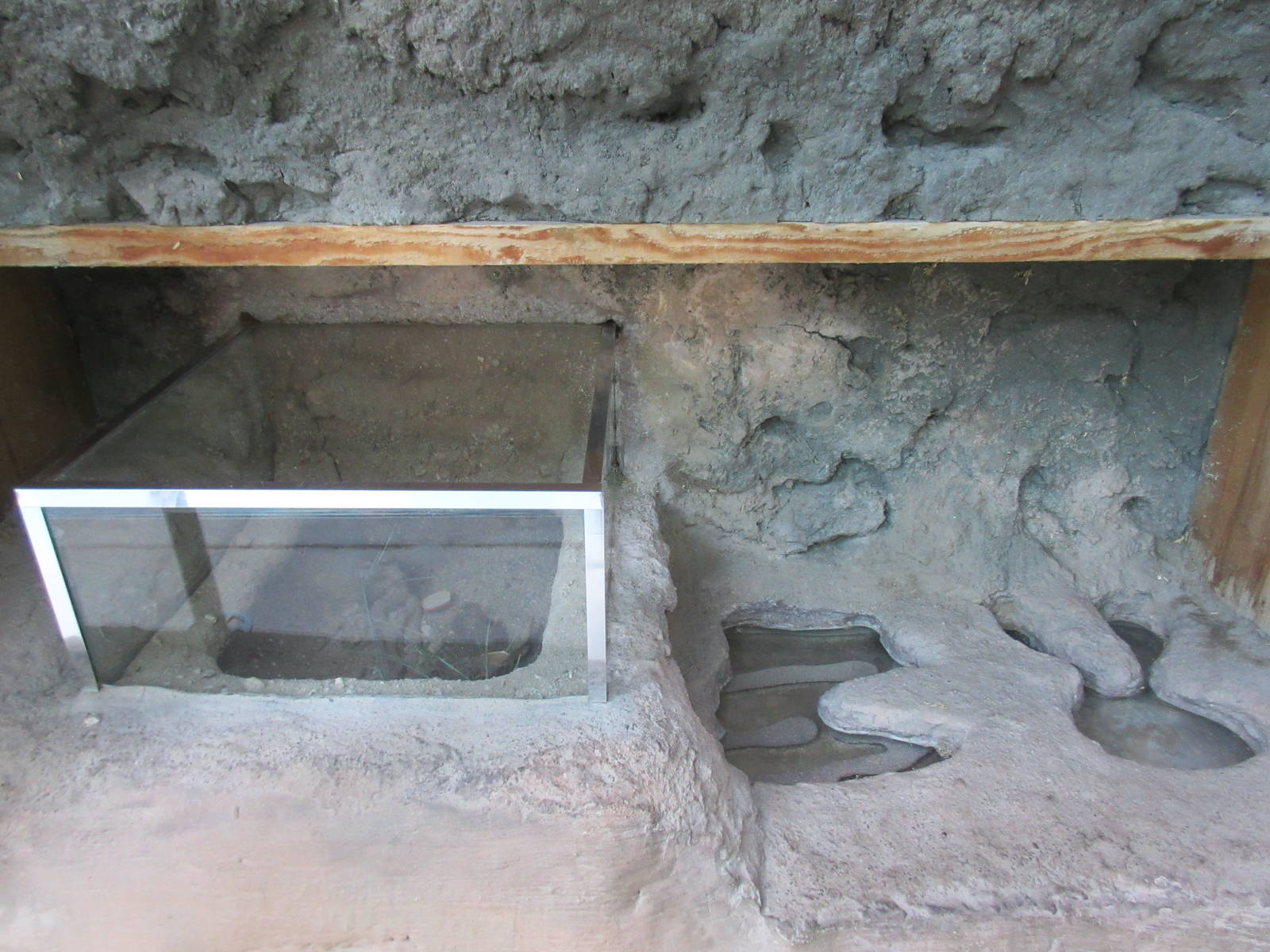 Springs Preserve (Nevada) - Rough Harvester Ant Exhibit