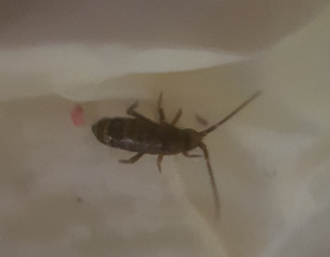Springtail ID