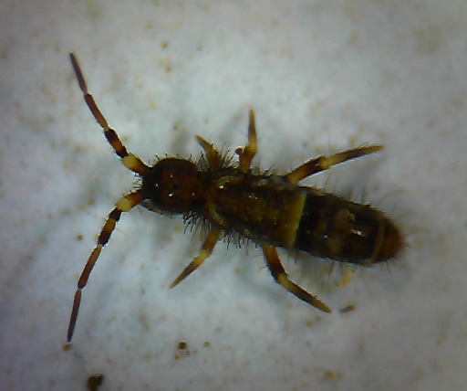 Springtail
