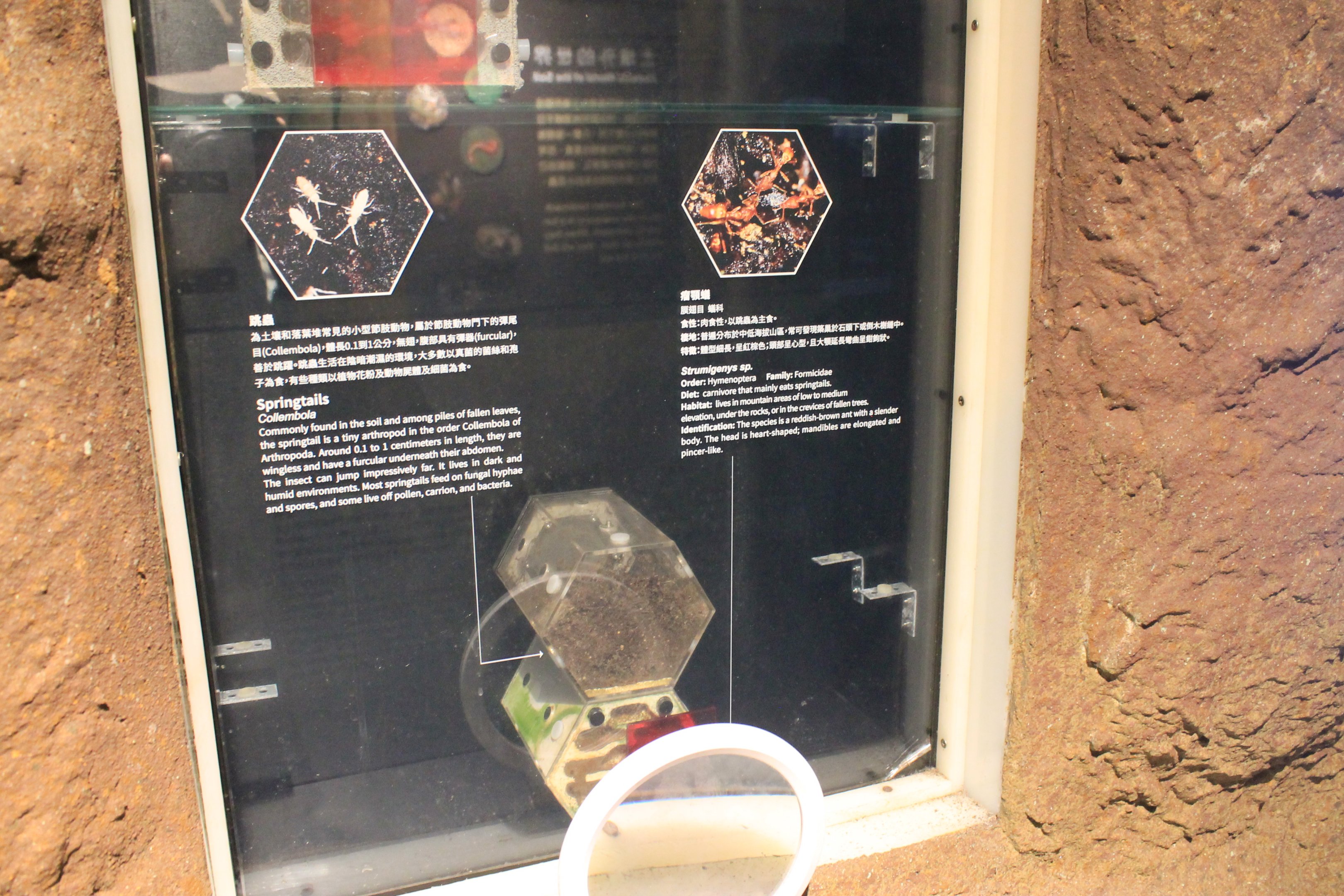 Springtails (Collembola) and Ants (Strumigenys sp.)