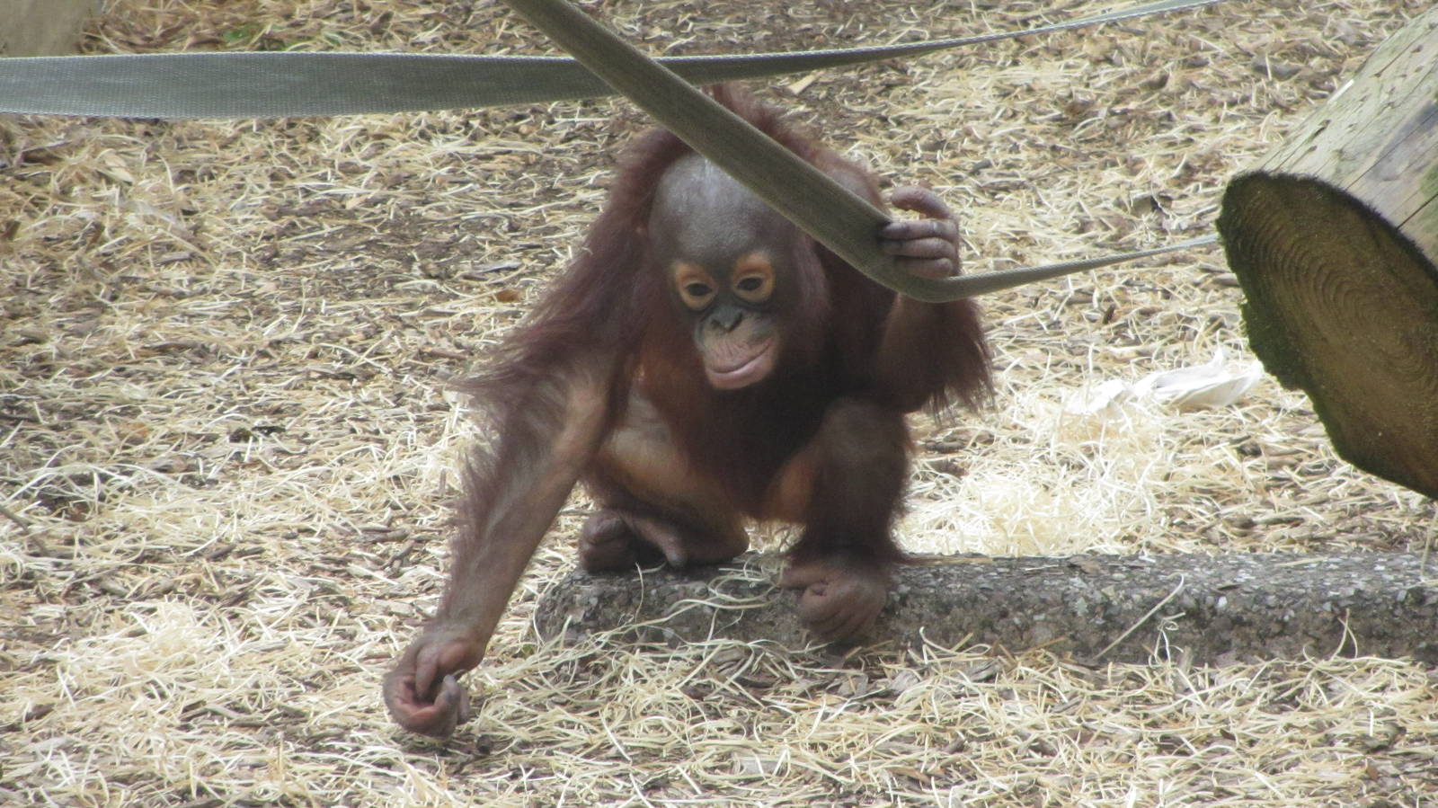 Sprout - Bornean Orangutan