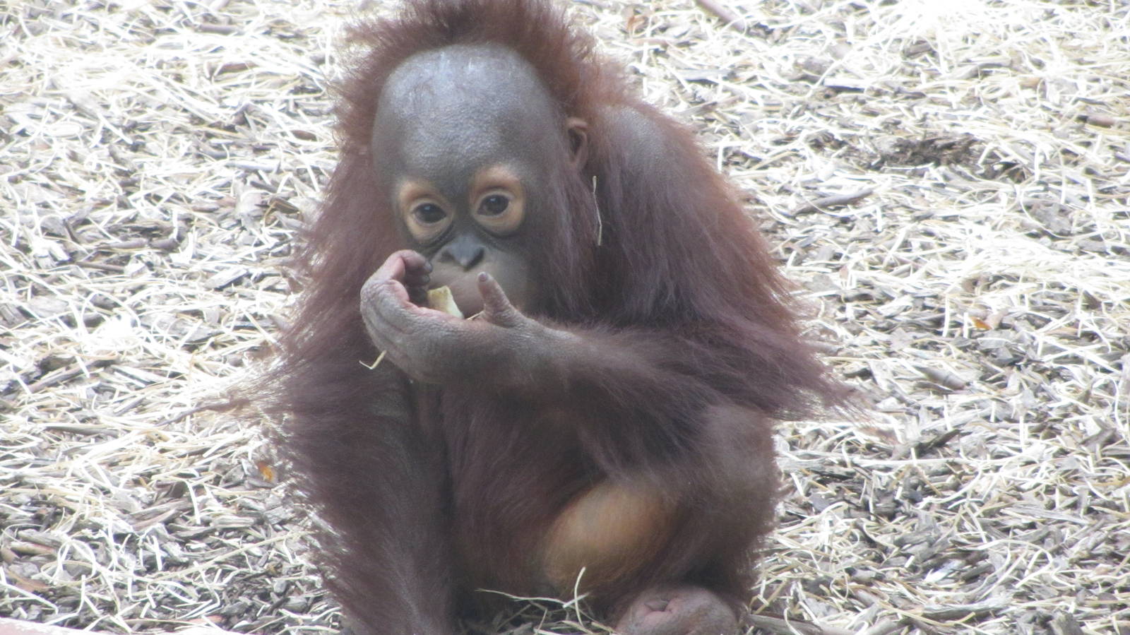Sprout - Bornean Orangutan