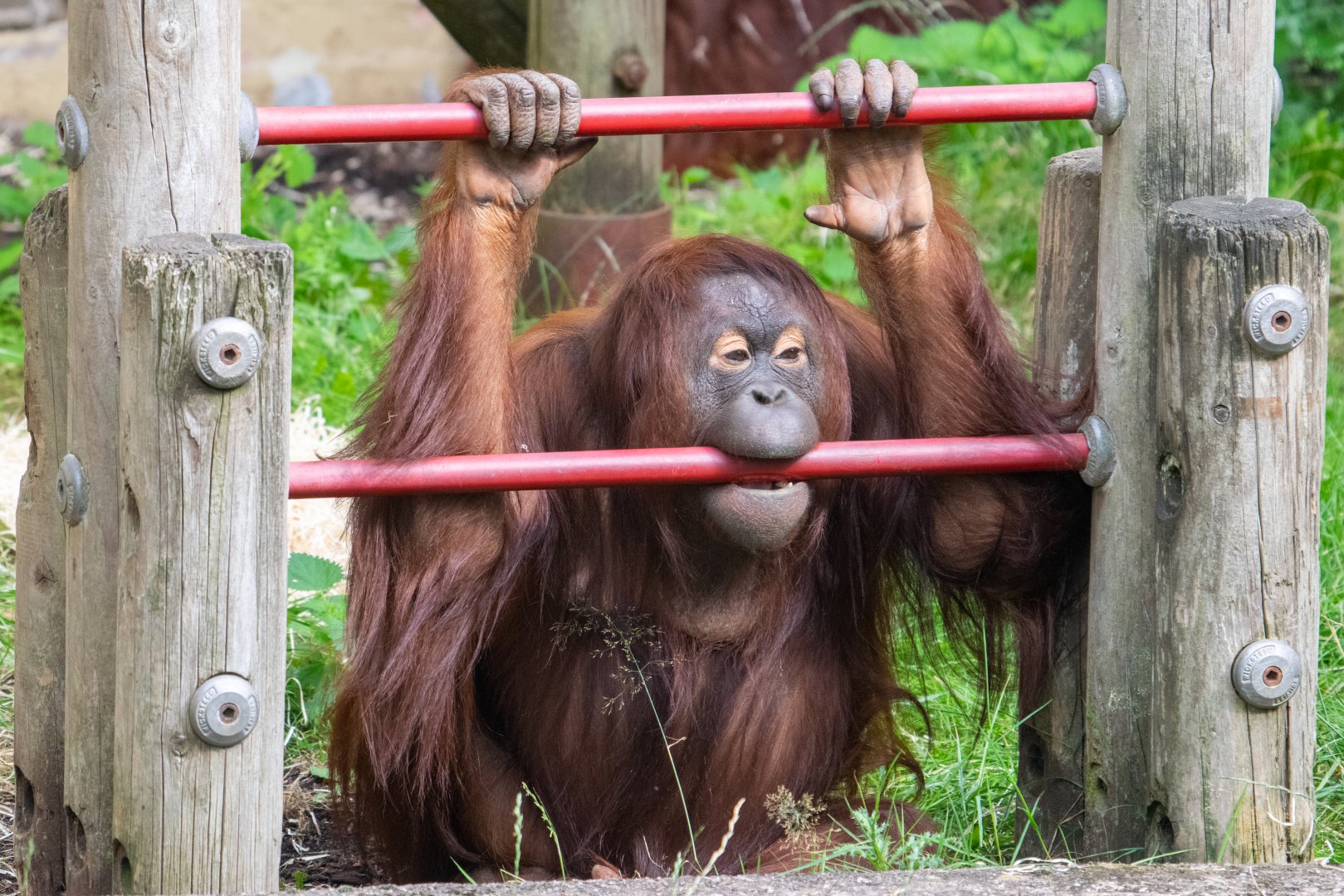 Sprout - Bornean Orangutan