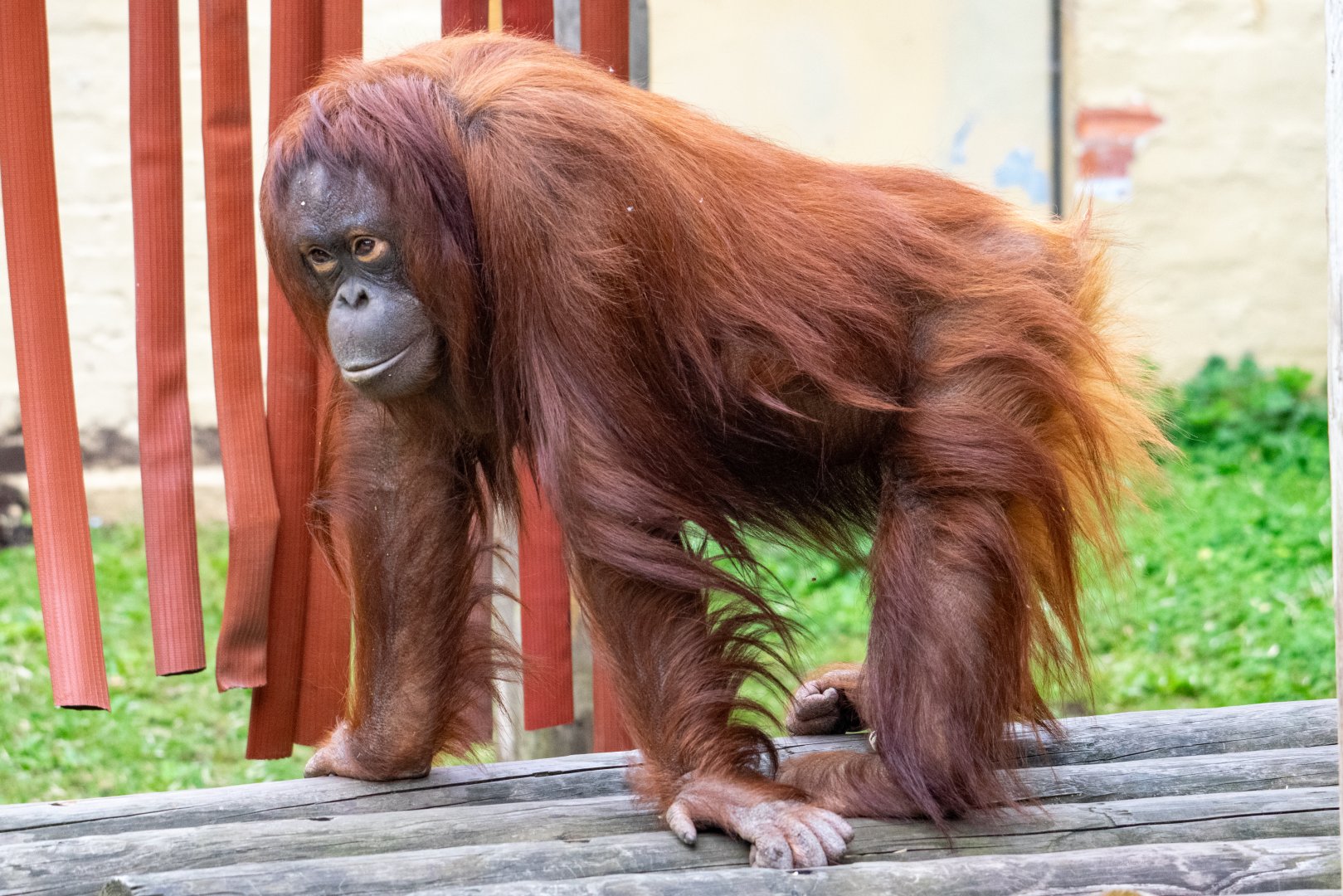 Sprout - Bornean Orangutan