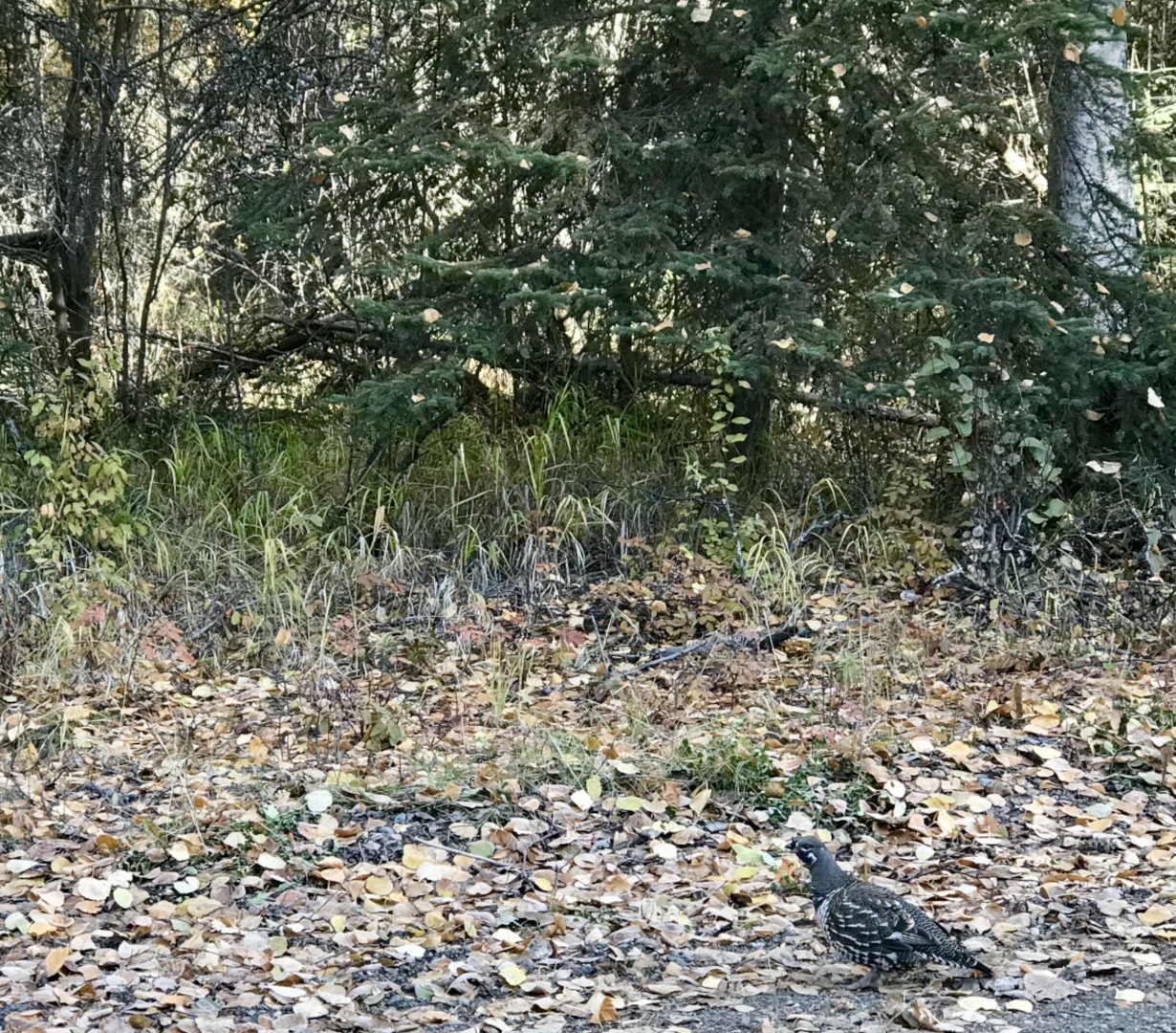Spruce Grouse - Alaska