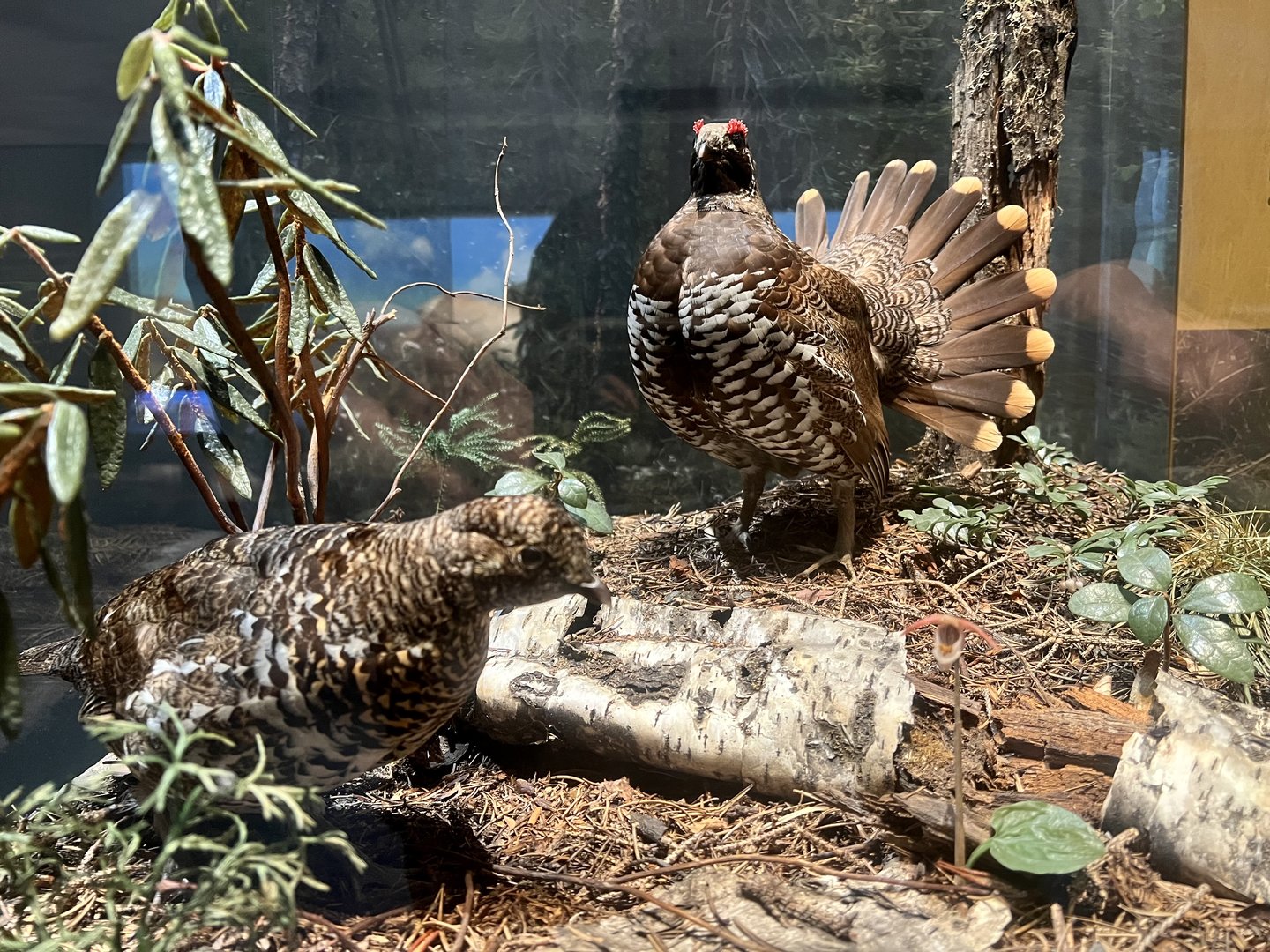 Spruce Grouse Display