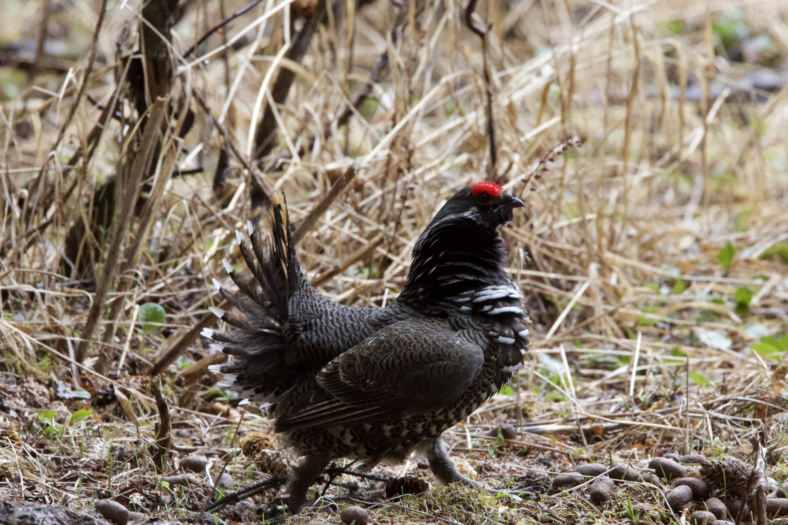 Spruce Grouse/ Falcipennis canadensis