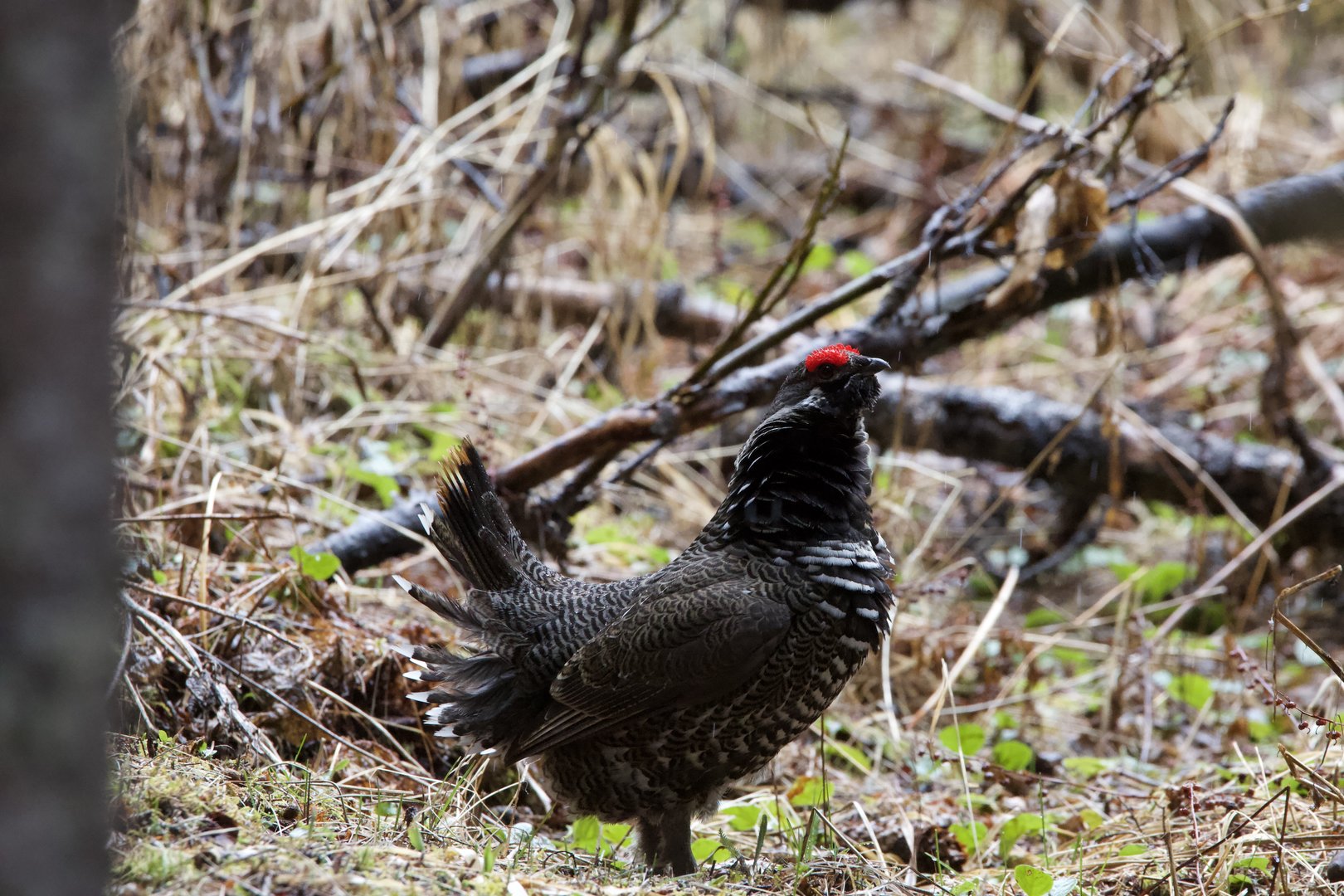 Spruce Grouse/ Falcipennis canadensis