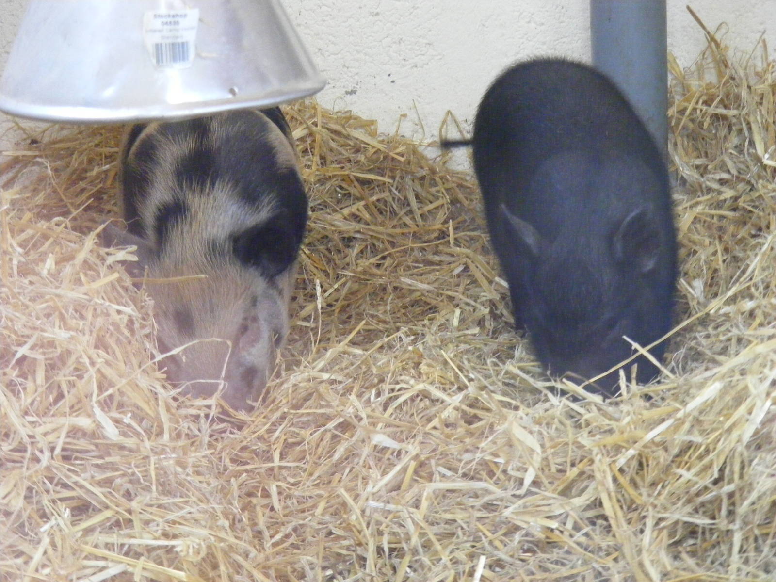Spud and Oink the micro pigs at Fife Animal Park, 18 May 2010