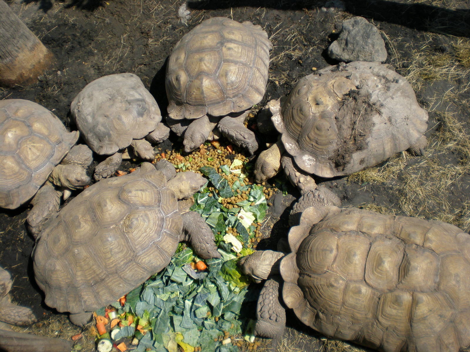 Spur Thigh Tortoise- AA JUN08