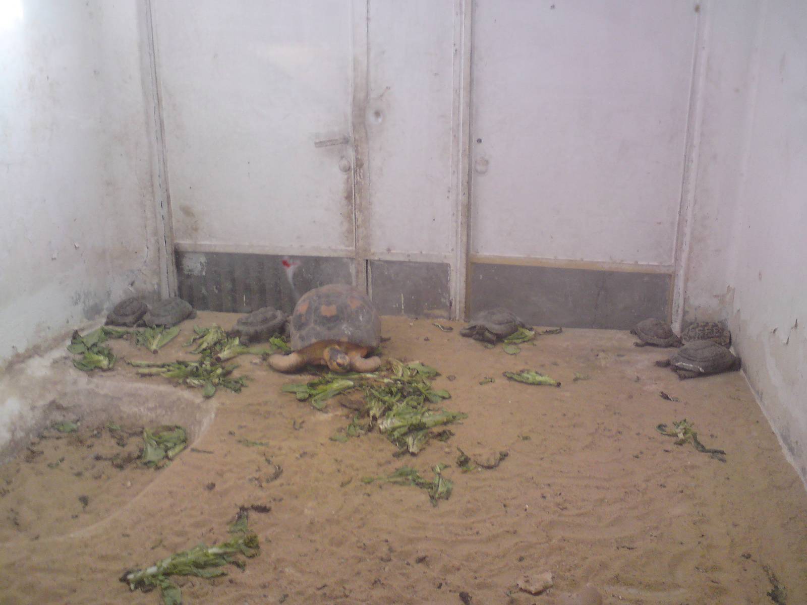 Spur-thighed and radiated tortoises