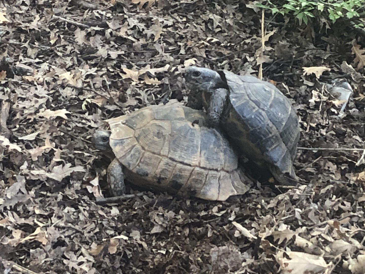 Spur-thighed/greek tortoise